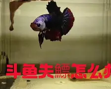 开云下载-?4+J镪&amp;.#%鳔磃f	C?V帻禂憋玶r20^}磪僜?X茵L%