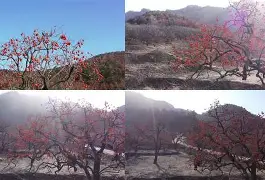 开云-包含Q葎m?